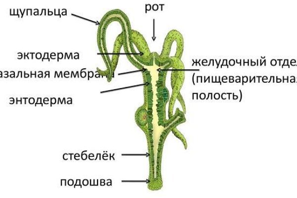 Актуальное зеркало на кракен